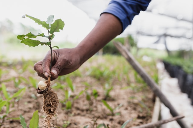 Tree planting fundraising idea